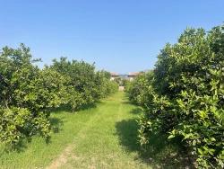 Земля 722М2 На Продажу В Дальян Гюльпынар