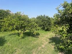 Для Продажи Сюжет в Dalyan Ortaca - Под Жилье застройку - 722 m²