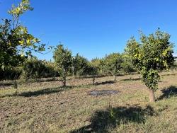 Для Продажи Поле в Dalyan Ortaca - Под Поле застройку - 6.600 m²
