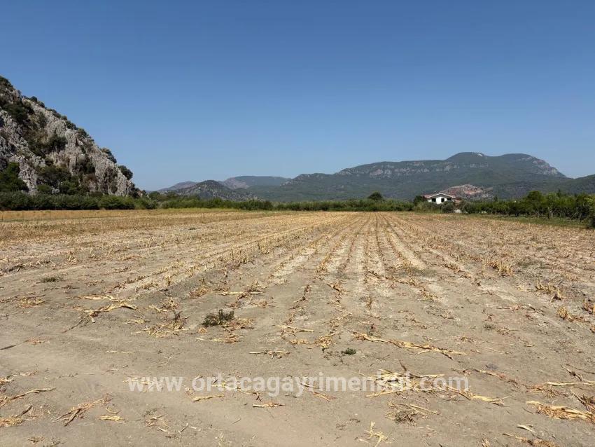 Для Продажи Поле в Dalyan Ortaca - Под Поле застройку - 20.786 m²