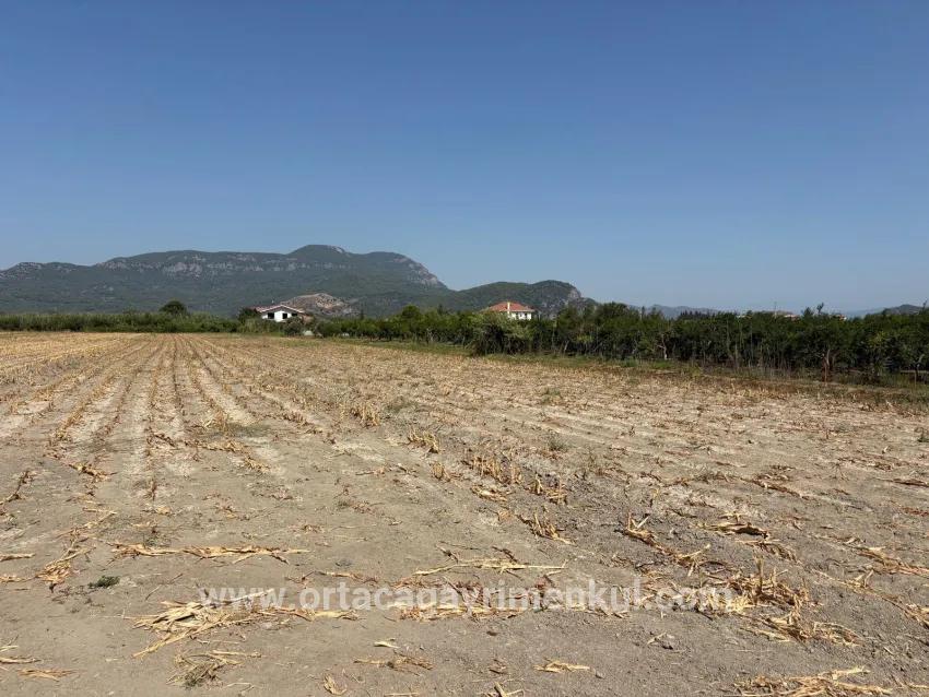 Для Продажи Поле в Dalyan Ortaca - Под Поле застройку - 20.786 m²