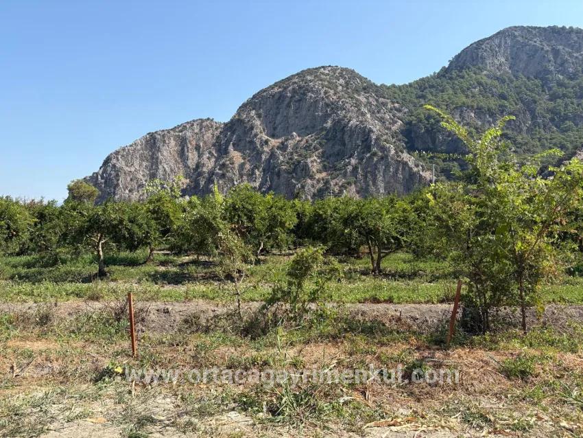 Для Продажи Поле в Dalyan Ortaca - Под Поле застройку - 20.786 m²