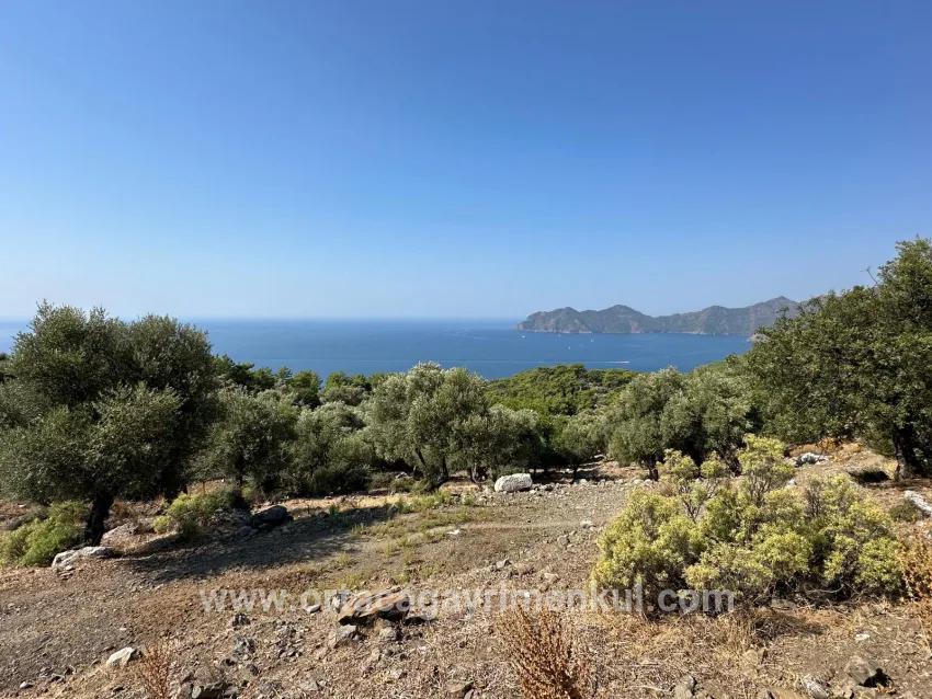 Для Продажи Поле в Çandır Köyceğiz - Под Поле застройку - 21.000 m²