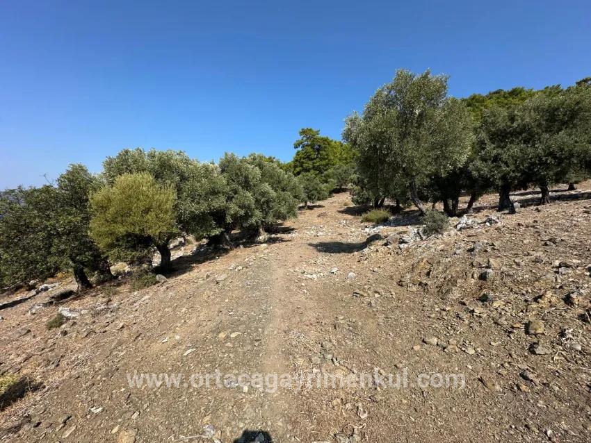 Для Продажи Поле в Çandır Köyceğiz - Под Поле застройку - 21.000 m²