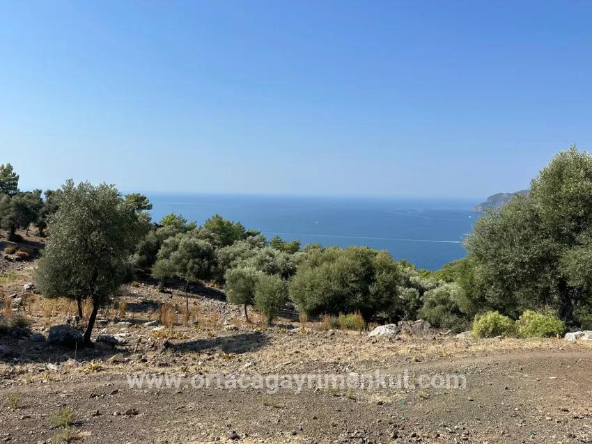 Для Продажи Поле в Çandır Köyceğiz - Под Поле застройку - 21.000 m²