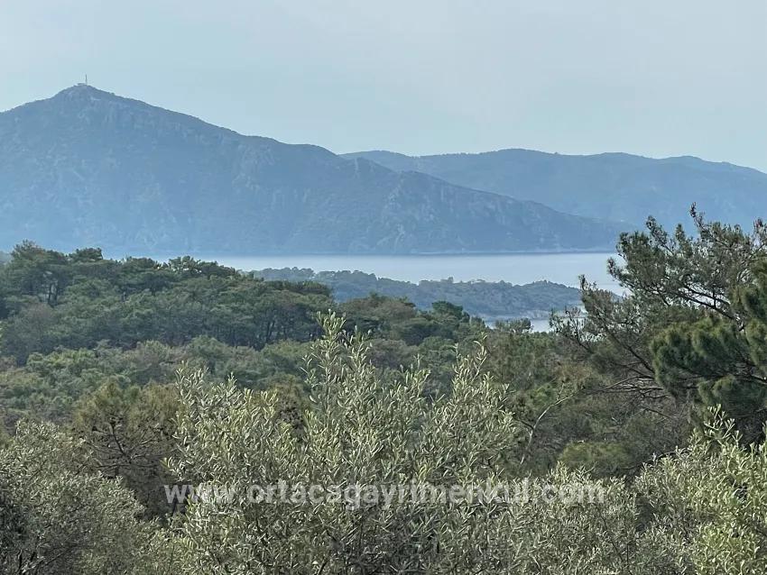 Для Продажи Поле в Ekincik Köyceğiz - Под Оливковая Роща застройку - 7.000 m²