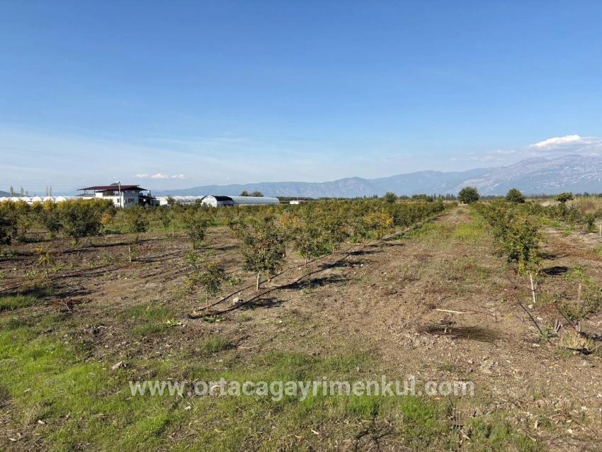 Для Продажи Поле в Eskiköy Ortaca - Под Поле застройку - 21.500 m²