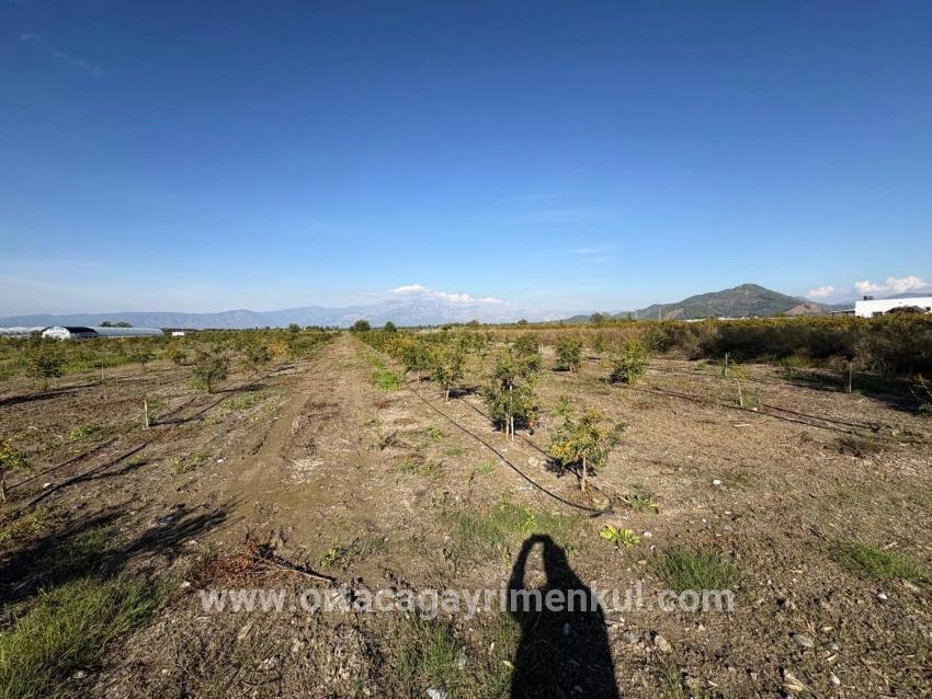 Для Продажи Поле в Eskiköy Ortaca - Под Поле застройку - 21.500 m²