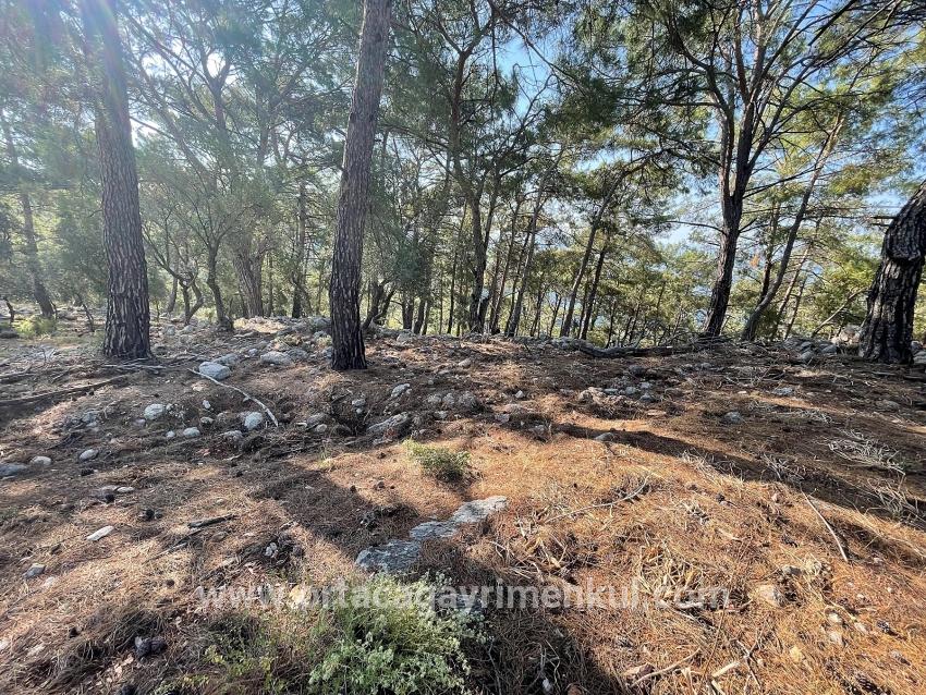Для Продажи Поле в Çandır Köyceğiz - Под Жилье застройку - 10.481 m²