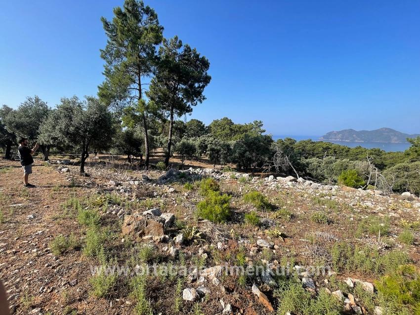 Для Продажи Поле в Çandır Köyceğiz - Под Жилье застройку - 10.481 m²