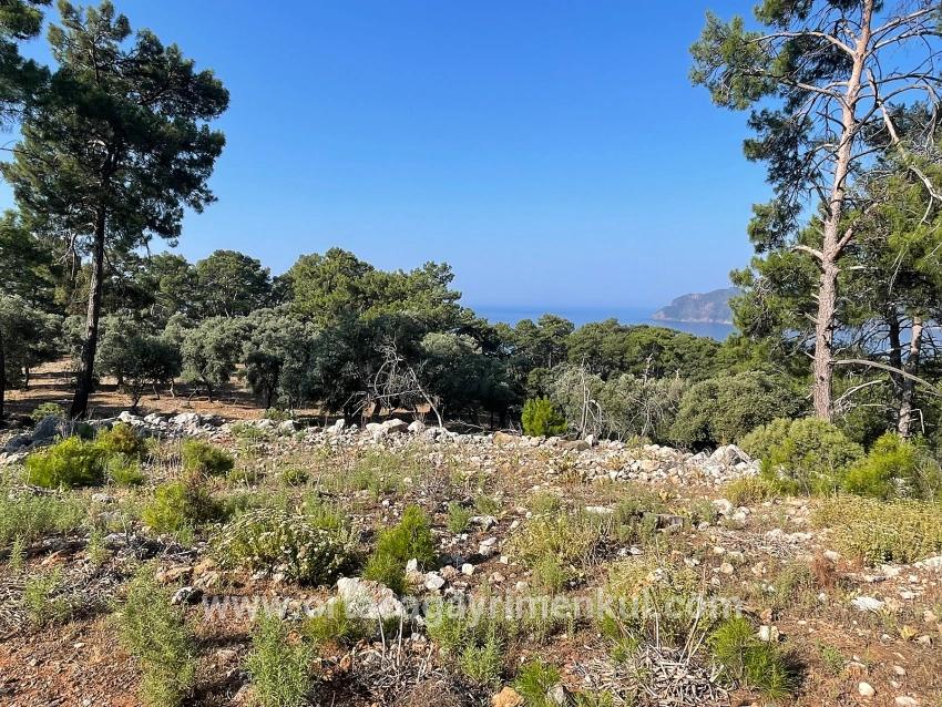 Для Продажи Поле в Çandır Köyceğiz - Под Жилье застройку - 10.481 m²
