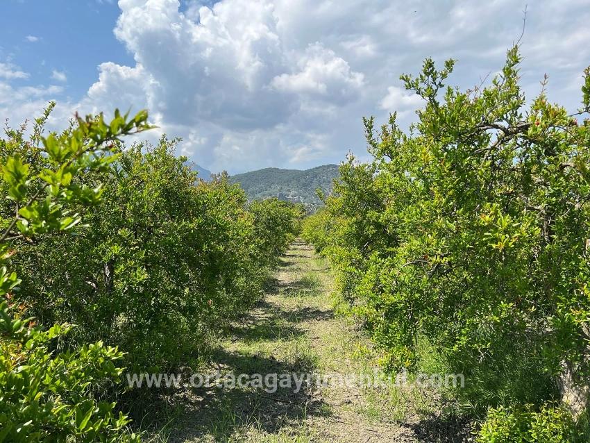Для Продажи Сюжет в Dalyan Ortaca - Под Жилье застройку - 5.100 m²