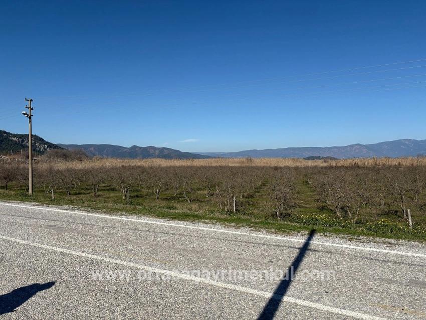 Для Продажи Сюжет в Dalyan Ortaca - Под Жилье застройку - 5.985 m²