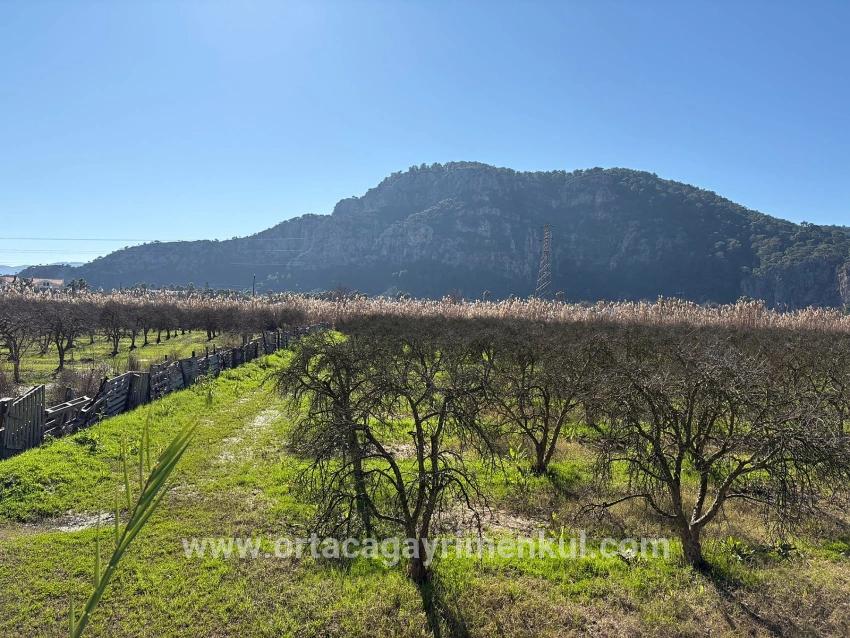 Для Продажи Сюжет в Dalyan Ortaca - Под Жилье застройку - 5.985 m²