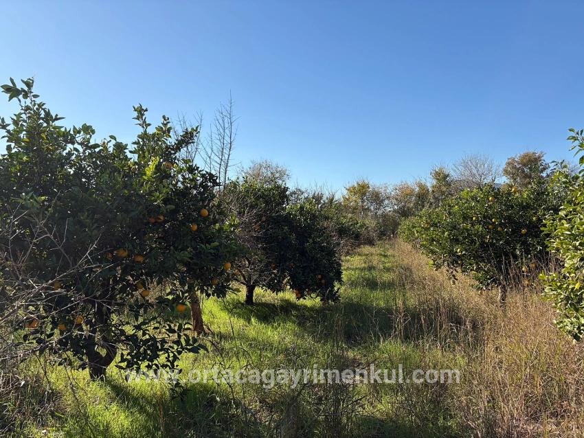 Для Продажи Поле в Dalyan Ortaca - Под Поле застройку - 4.541 m²