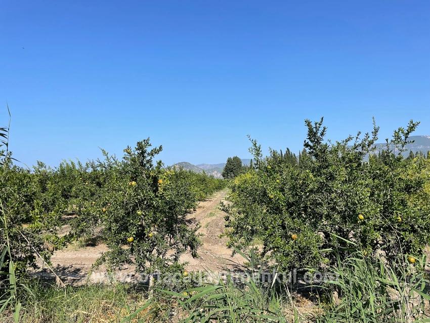 Для Продажи Поле в Dalyan Ortaca - Под Жилье застройку - 10.000 m²