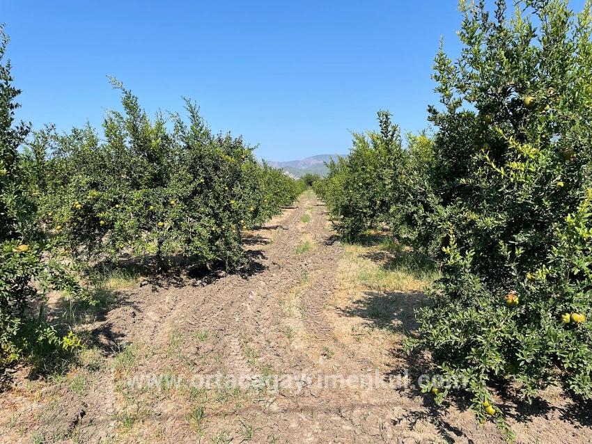 Для Продажи Поле в Dalyan Ortaca - Под Жилье застройку - 10.000 m²