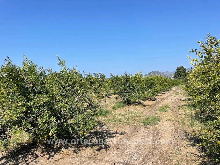 Для Продажи Поле в Dalyan Ortaca - Под Жилье застройку - 10.000 m²