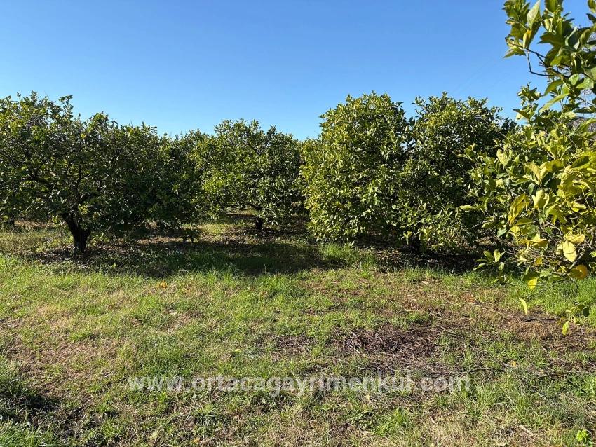 Для Продажи Поле в Dalyan Ortaca - Под Поле застройку - 16.500 m²