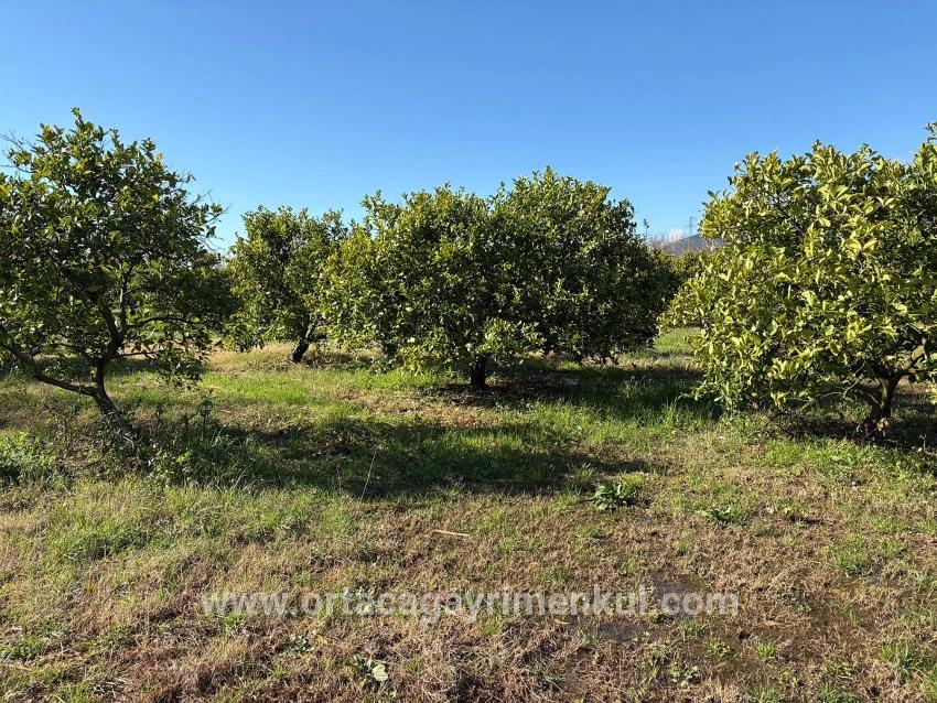 Для Продажи Поле в Dalyan Ortaca - Под Поле застройку - 16.500 m²