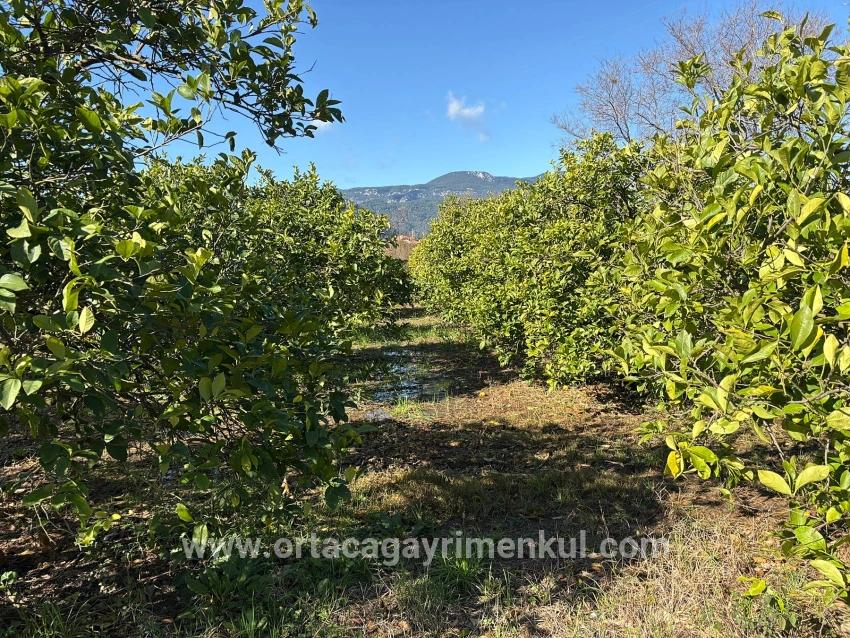 Для Продажи Поле в Dalyan Ortaca - Под Поле застройку - 16.500 m²