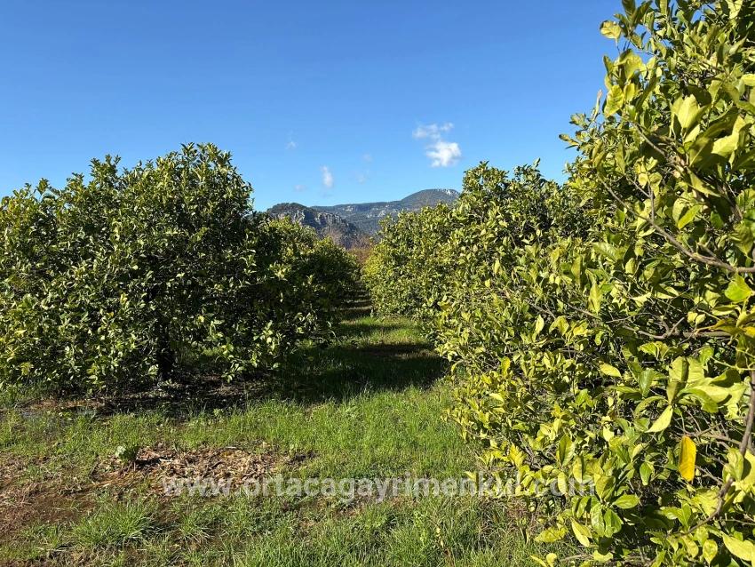 Для Продажи Поле в Dalyan Ortaca - Под Поле застройку - 16.500 m²