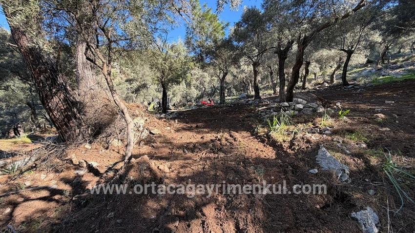 Для Продажи Поле в Çandır Köyceğiz - Под Жилье застройку - 5.715 m²