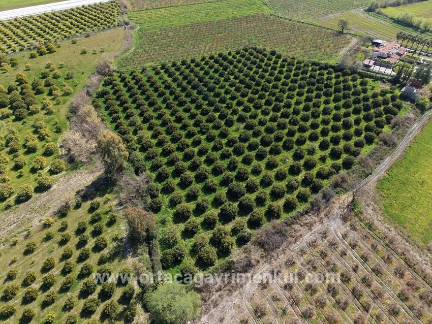 Для Продажи Виноградник И Сад в Dalyan Ortaca - Под Виноградник И Сад застройку - 17.550 m²