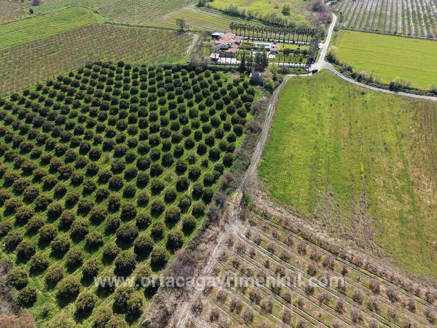 Для Продажи Виноградник И Сад в Dalyan Ortaca - Под Виноградник И Сад застройку - 17.550 m²