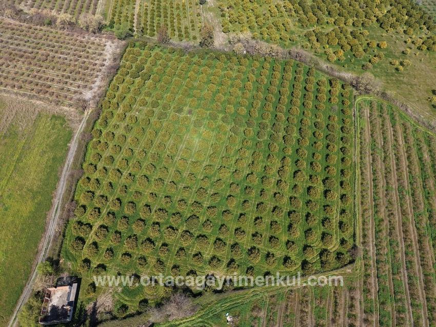 Для Продажи Виноградник И Сад в Dalyan Ortaca - Под Виноградник И Сад застройку - 17.550 m²