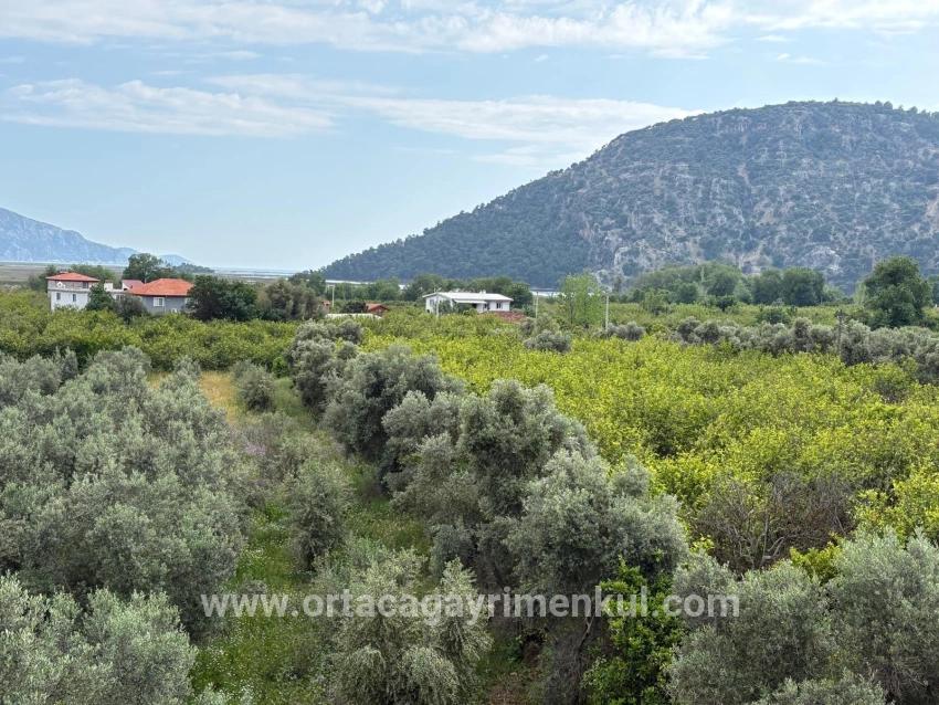 Для Продажи Поле в Çandır Köyceğiz - Под Поле застройку - 1.721 m²