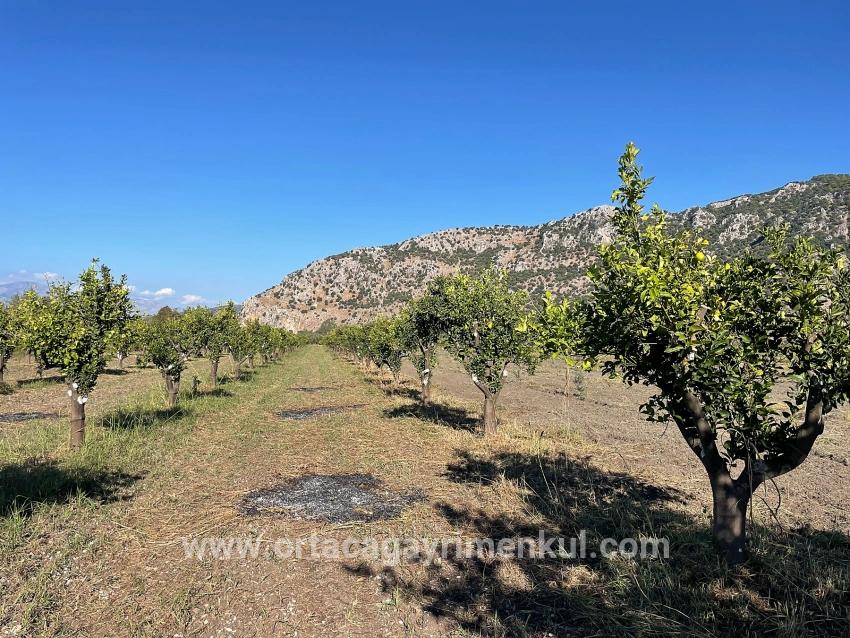 Для Продажи Поле в Dalyan Ortaca - Под Поле застройку - 6.600 m²