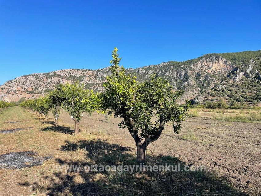 Для Продажи Поле в Dalyan Ortaca - Под Поле застройку - 6.600 m²