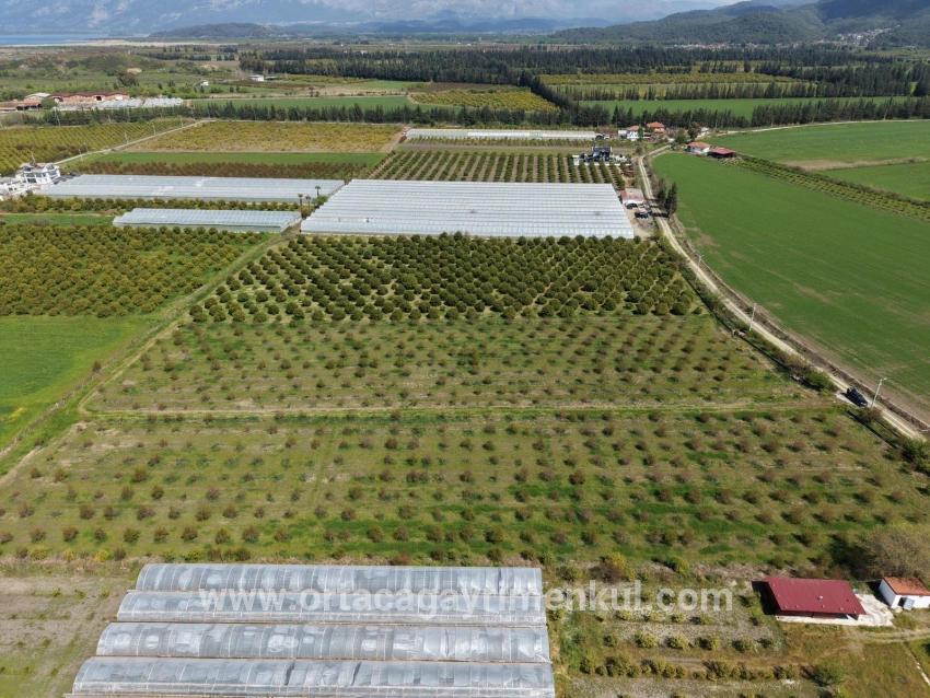 Для Продажи Поле в Eskiköy Ortaca - Под Поле застройку - 16.000 m²