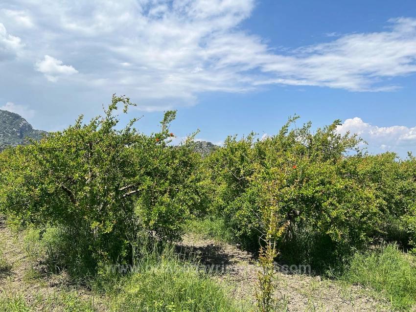 Dalyan Maraş Mevkiinden 5,100M2 %5 Konut İmarlı Satılık Arsa