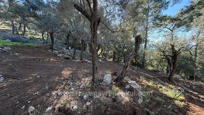 Çandır'da Full Deniz Manzaralı 5715M2 Satılık 2B Tarla