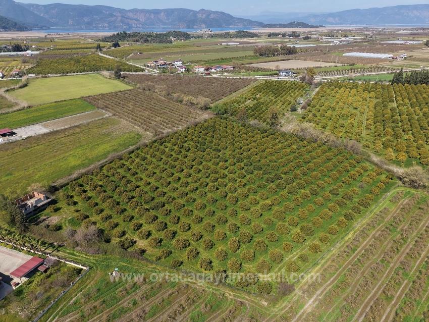 Ortaca Dalyan Mah. Satılık Bağ & Bahçe - Bağ & Bahçe İmar Durumlu - 17.550 m²