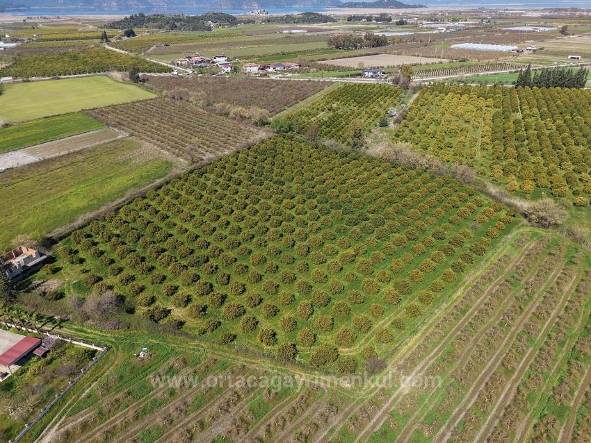 Dalyan Merkeze Yakın 17.550M2 Satılık Bağ-Bahçe