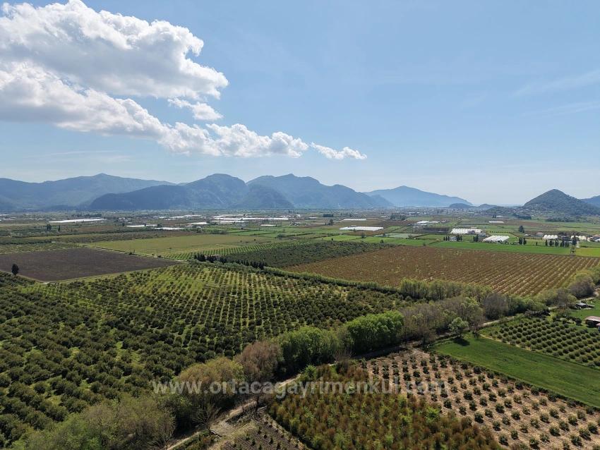 Eskiköy'de 16000M2 Satılık Nar Bahçesi