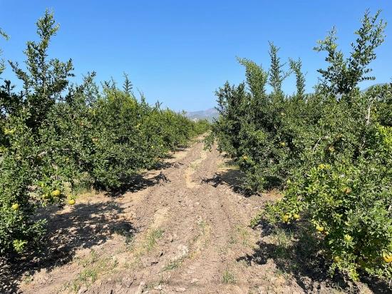 Dalyan Arıkbaşı Gerendüzü Mevkiinde 10,000M2 Satılık Nar Bahçesi