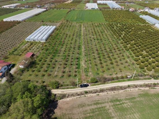 Eskiköy'de 16000M2 Satılık Nar Bahçesi