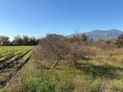 Ortaca Dalyan Mah. Satılık Tarla - Tarla İmar Durumlu - 4.541 m²