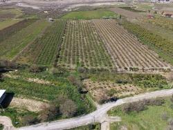 Eskiköy'de Göl Manzaralı 16.710M2 Satılık Nar Bahçesi