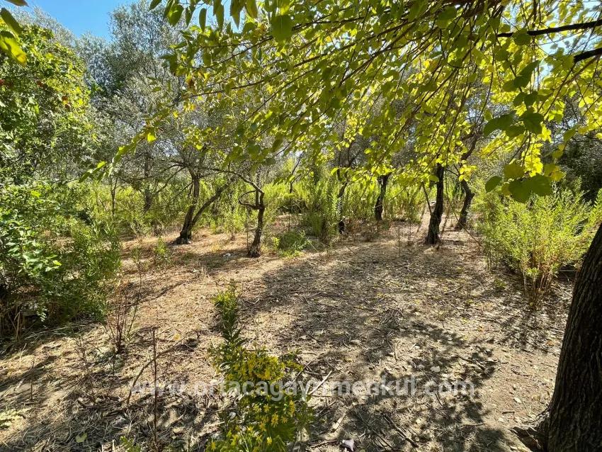 Köyceğiz Çandır Mah. Satılık 1+0 Müstakil Ev - 2.765 m²