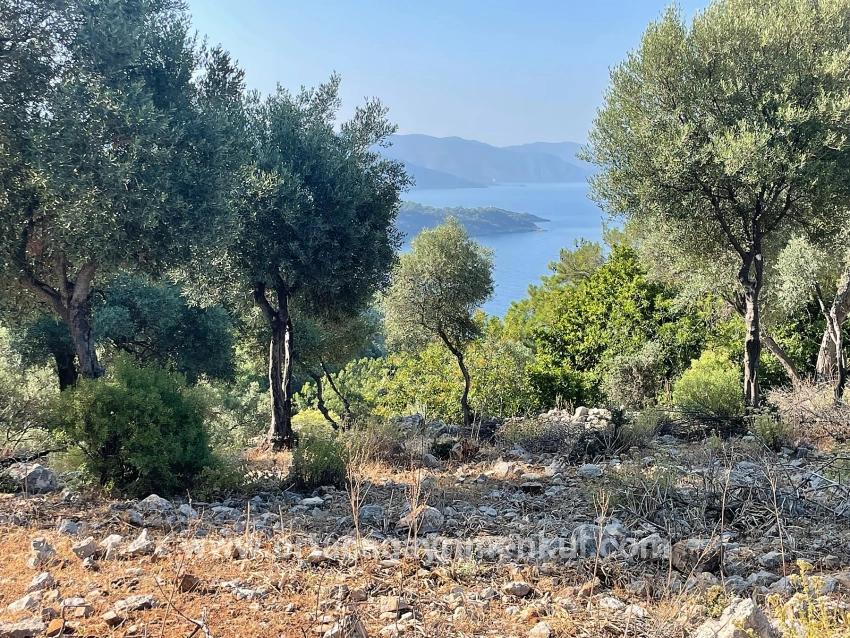 Köyceğiz Çandır Mah. Satılık Tarla - Konut İmar Durumlu - 10.481 m²