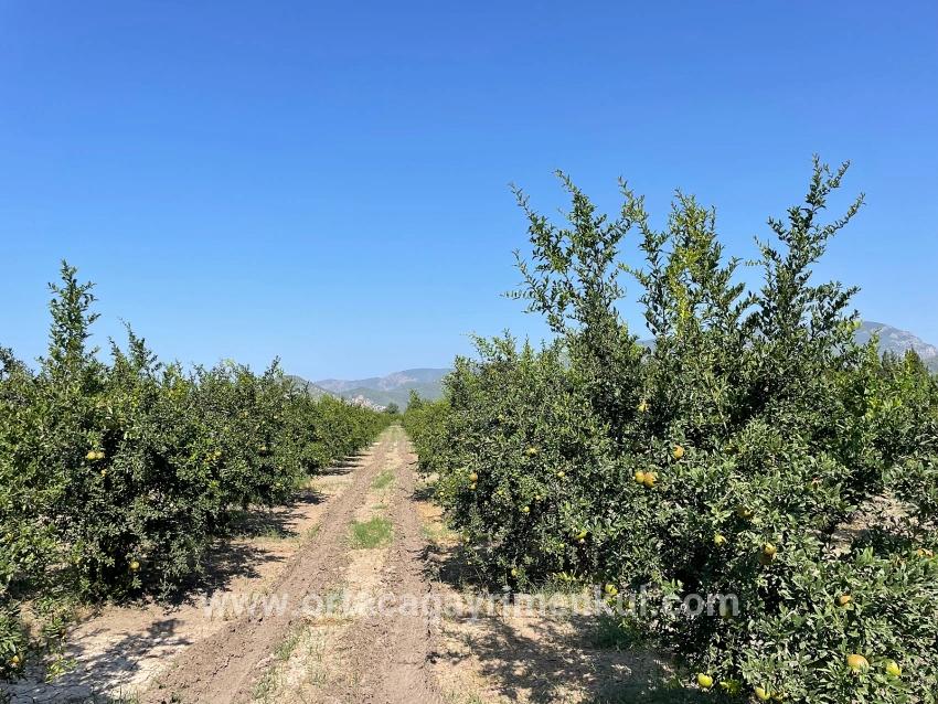 Ortaca Dalyan Mah. Satılık Tarla - Konut İmar Durumlu - 10.000 m²