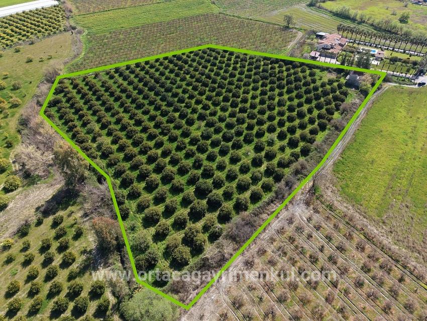 Ortaca Dalyan Mah. Satılık Bağ & Bahçe - Bağ & Bahçe İmar Durumlu - 17.550 m²