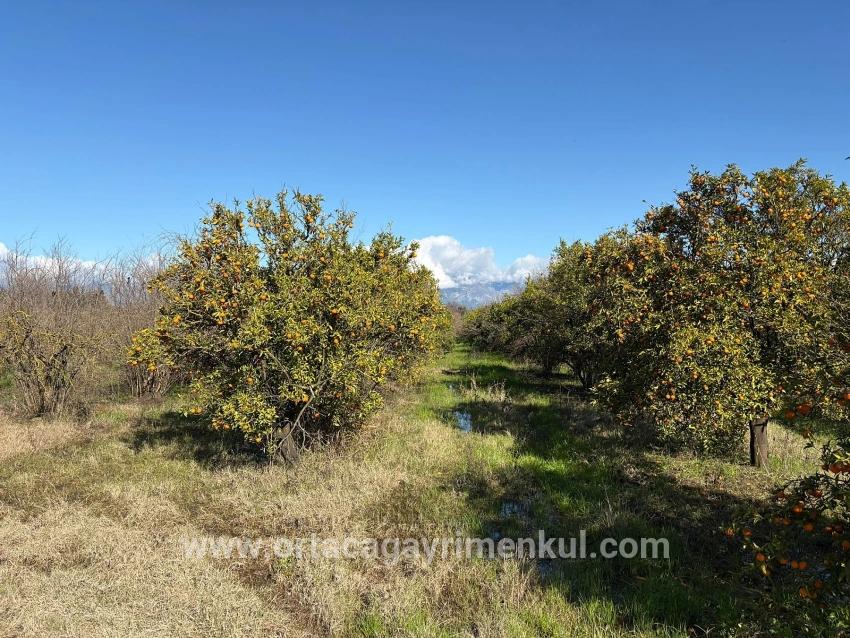 Ortaca Tepearası Mah. Satılık Tarla - Bağ & Bahçe İmar Durumlu - 23.000 m²