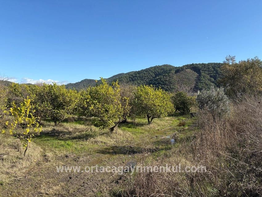 Ortaca Tepearası Mah. Satılık Tarla - Bağ & Bahçe İmar Durumlu - 23.000 m²